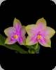 Phal. Smiley Prince